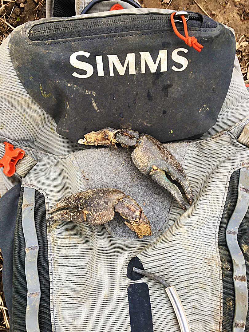 Signal crayfish claws